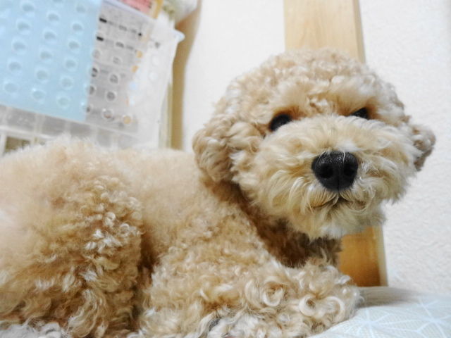 イメージ 6