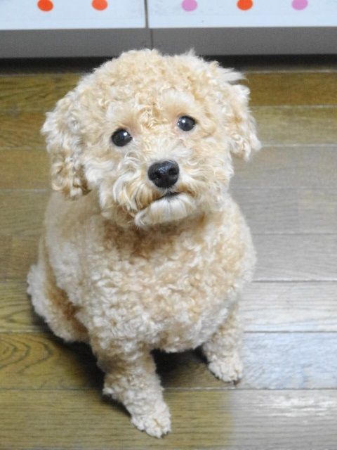 イメージ 7