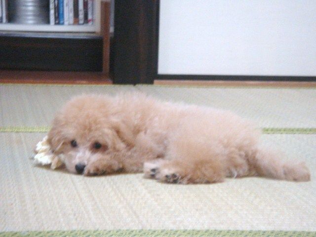 イメージ 6
