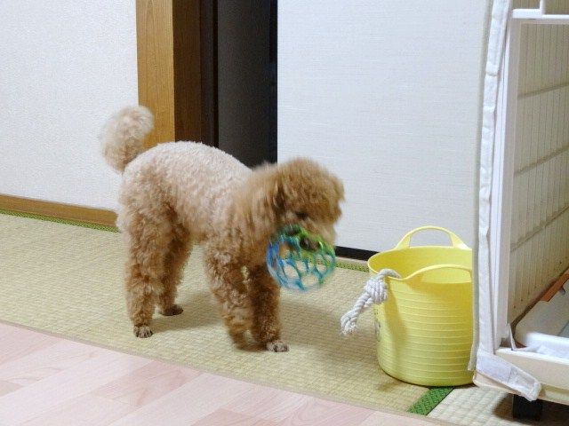 イメージ 4