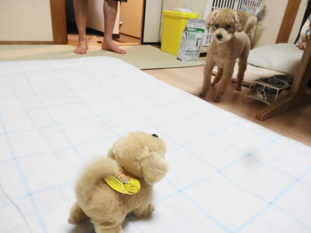 イメージ 7