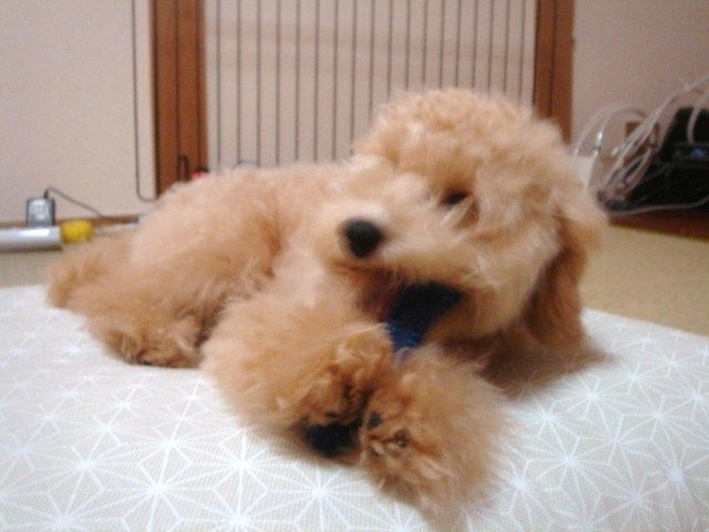イメージ 5