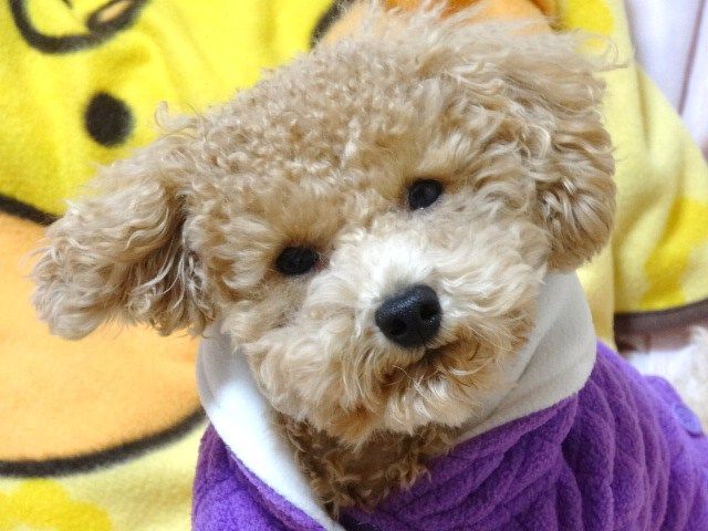 イメージ 9