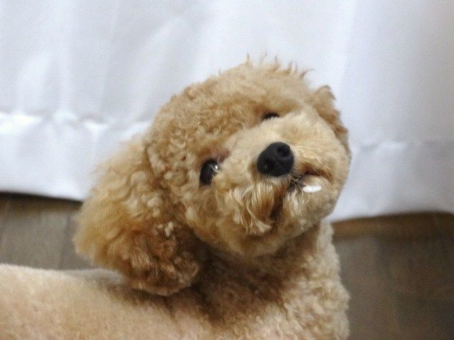 イメージ 11
