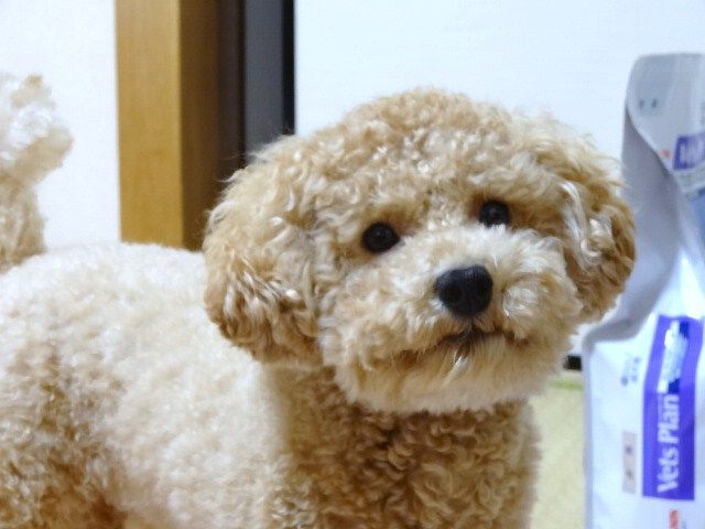 イメージ 8
