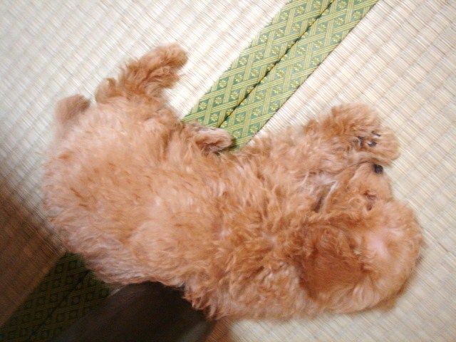 イメージ 5