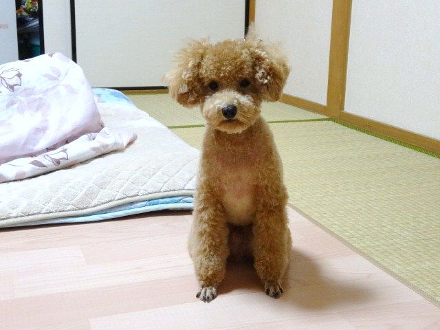 イメージ 5