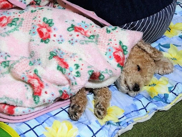 イメージ 7