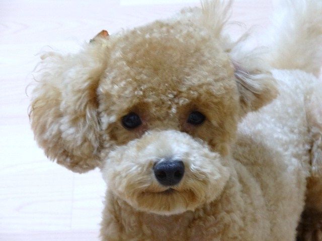 イメージ 5