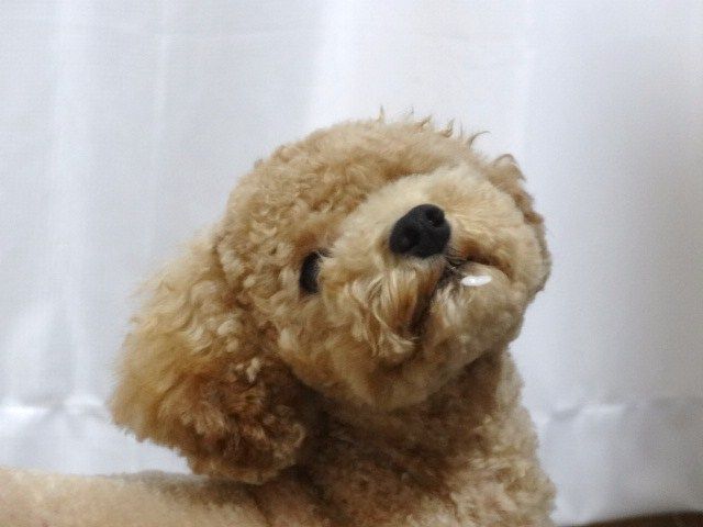 イメージ 10