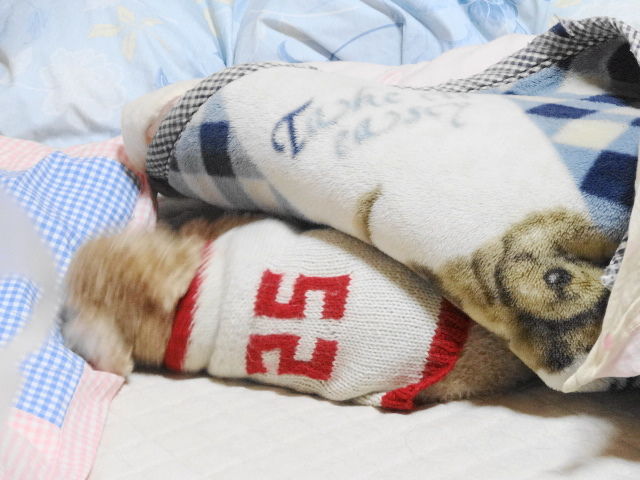 イメージ 5