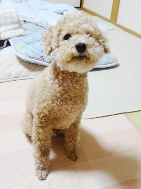イメージ 10