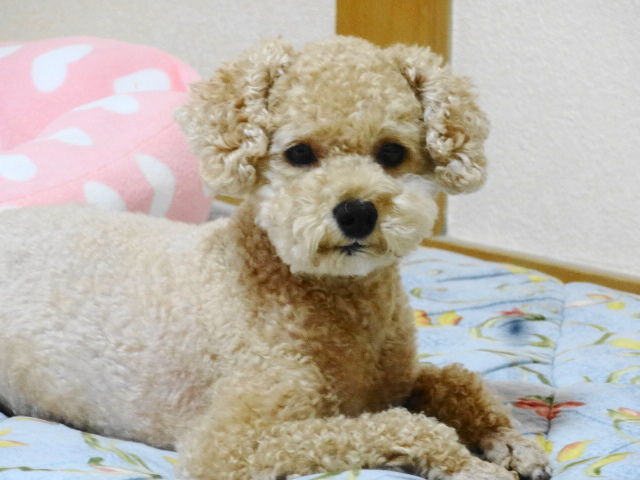 イメージ 5