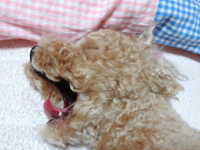 イメージ 7