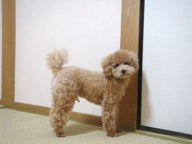 イメージ 8