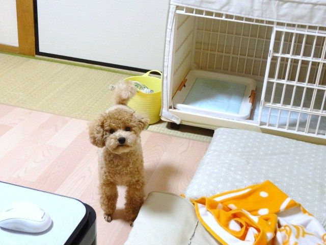 イメージ 9