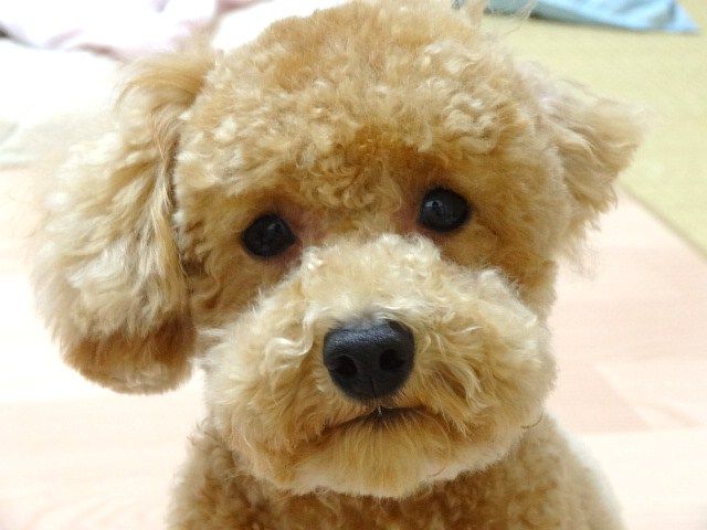 イメージ 10