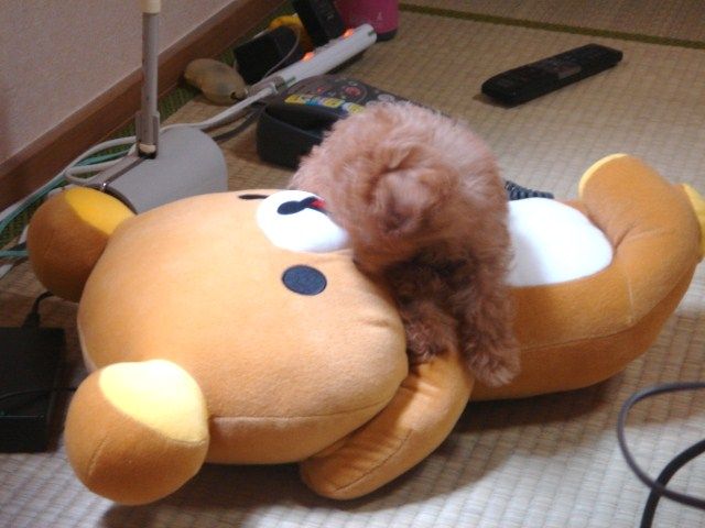 イメージ 6