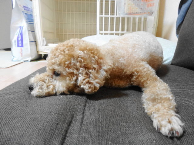 イメージ 7