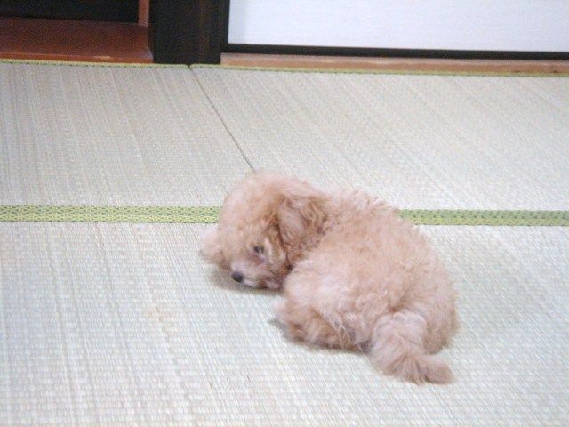 イメージ 10