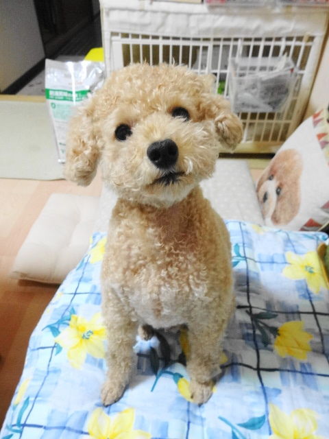イメージ 4