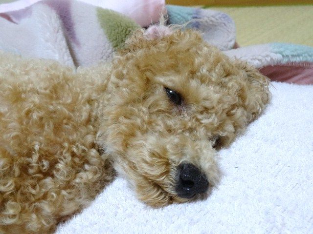 イメージ 4