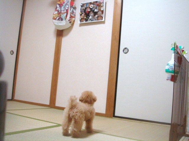 イメージ 5