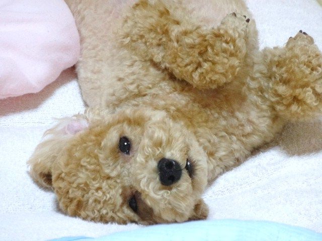 イメージ 2