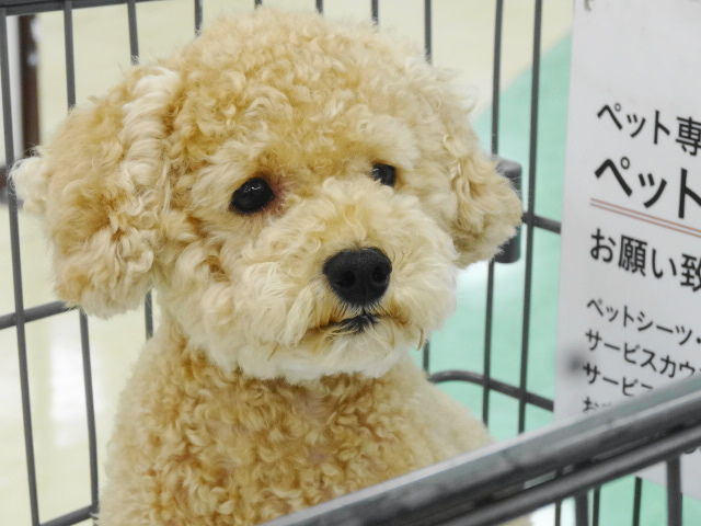 イメージ 10