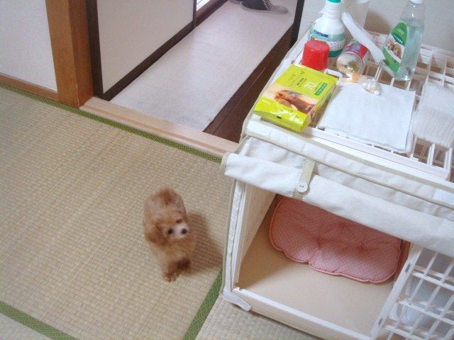 イメージ 5
