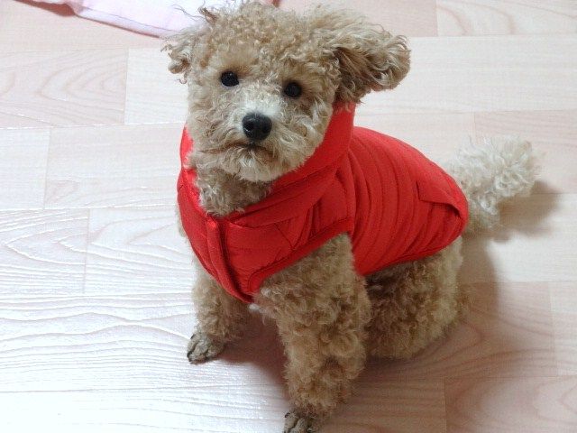 イメージ 8