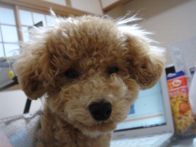 イメージ 8