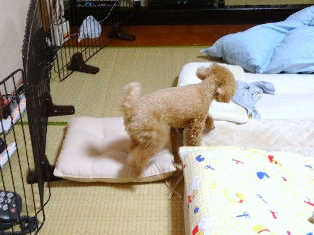 イメージ 10