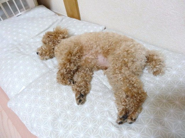 イメージ 4
