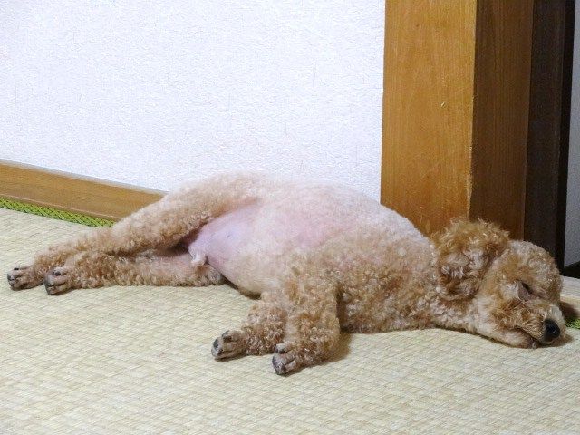 イメージ 9
