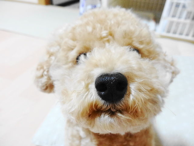イメージ 5