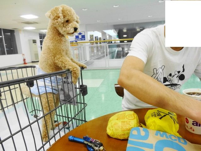 イメージ 8