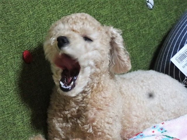 イメージ 5