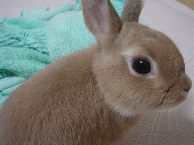 イメージ 4