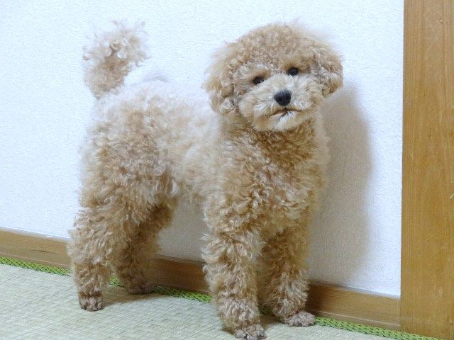 イメージ 4