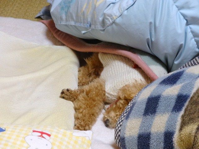 イメージ 4