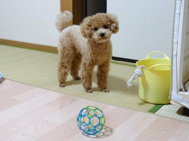 イメージ 5
