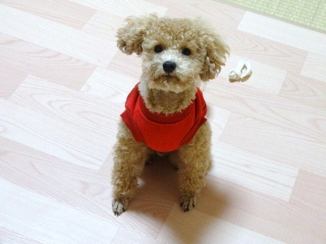 イメージ 4