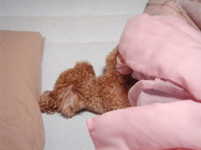 イメージ 8