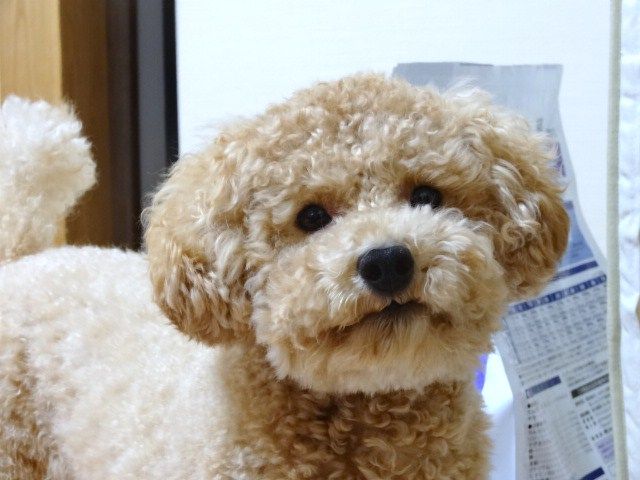 イメージ 10
