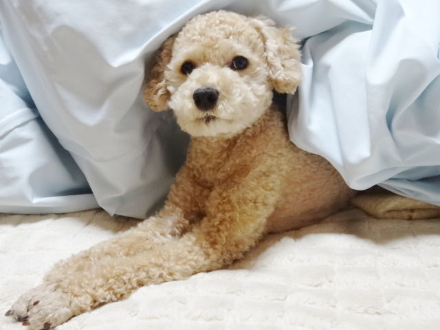 イメージ 9