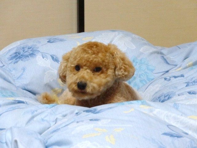 イメージ 13
