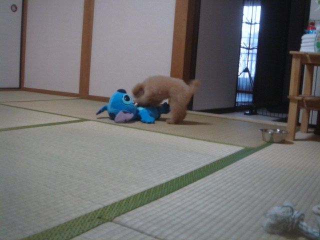 イメージ 11
