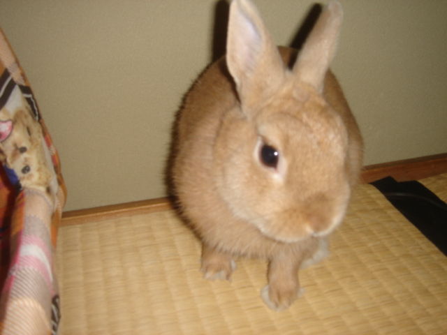 イメージ 4