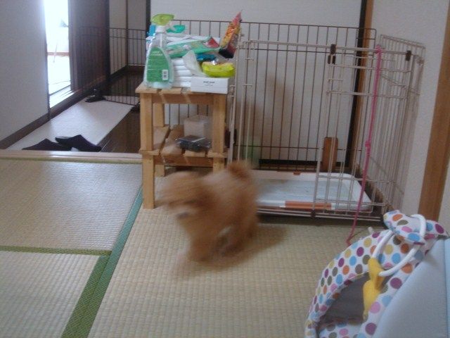 イメージ 10